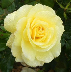 STOCKHOLM (floribunda)